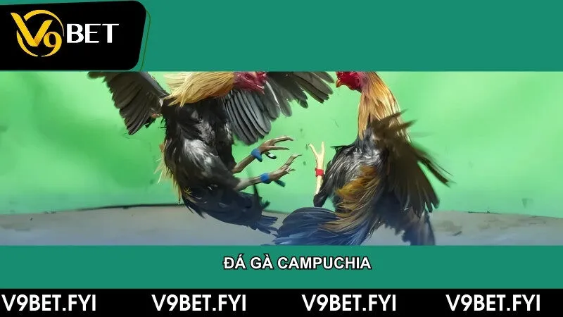 Mẹo chơi đá gà campuchia cực hay và cửa cược hấp dẫn 